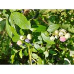 Zdjęcia użytkowników LG V30