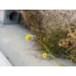 Zdjęcia użytkowników LG V30