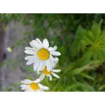 Zdjęcia użytkowników LG V30