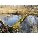 Zdjęcia użytkowników LG V30