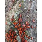 Zdjęcia użytkowników LG V30