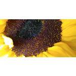 Zdjęcia użytkowników LG V30