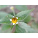 Zdjęcia użytkowników LG V30