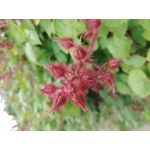 Zdjęcia użytkowników LG V30