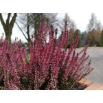 Zdjęcia użytkowników LG V30