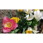 Zdjęcia użytkowników LG V30