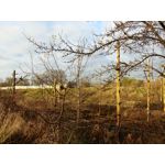 Zdjęcia użytkowników LG V30