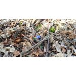 Zdjęcia użytkowników LG V30