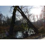 Zdjęcia użytkowników LG V30