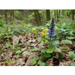 Zdjęcia użytkowników LG V40 ThinQ