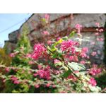 Zdjęcia użytkowników LG V40 ThinQ