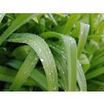 Zdjęcia użytkowników LG V40 ThinQ