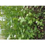 Zdjęcia użytkowników LG V50 ThinQ 5G