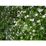 Zdjęcia użytkowników LG V50 ThinQ 5G