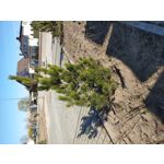 Zdjęcia użytkowników LG V50 ThinQ 5G