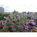 Zdjęcia użytkowników LG V60 ThinQ 5G