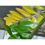 Zdjęcia użytkowników LG Wing