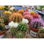 Zdjęcia użytkowników LG Wing