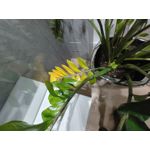 Zdjęcia użytkowników LG Wing