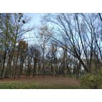 Zdjęcia użytkowników LG Wing