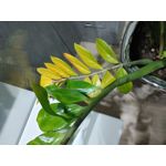 Zdjęcia użytkowników LG Wing