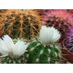 Zdjęcia użytkowników LG Wing