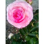 Zdjęcia użytkowników Manta MSP95012 BEE II Zdjęcia użytkowników Manta MSP95012 BEE II