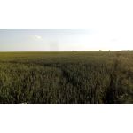 ZDJĘCIA Z TEGO TELEFONU