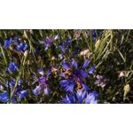 ZDJĘCIA Z TEGO TELEFONU