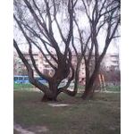 Zdjęcia użytkowników MaxCom MM901 Neptun