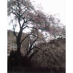 Zdjęcia użytkowników MaxCom MM901 Neptun