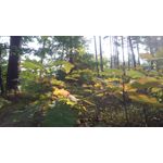 Zdjęcia użytkowników MaxCom MS505