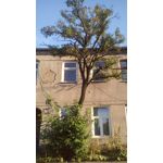 Zdjęcia użytkowników MaxCom MS505