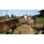 Zdjęcia użytkowników MaxCom MS505