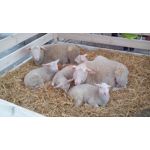 Zdjęcia użytkowników MaxCom MS505