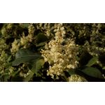 Zdjęcia użytkowników MaxCom MS505