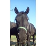 Zdjęcia użytkowników MaxCom MS505