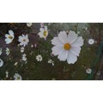 Zdjęcia użytkowników MaxCom MS505