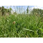 Zdjęcia użytkowników Meizu M1 Note