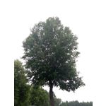 Zdjęcia użytkowników Meizu M1 Note