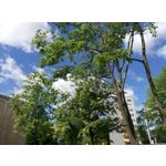 Zdjęcia użytkowników Meizu M1 Note