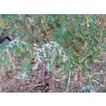 ZDJĘCIA Z TEGO TELEFONU