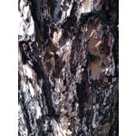 ZDJĘCIA Z TEGO TELEFONU