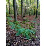 Zdjęcia użytkowników Meizu M5