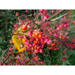 Zdjęcia użytkowników Meizu M5