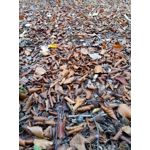 Zdjęcia użytkowników Meizu M5