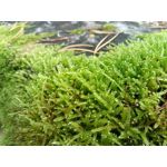 Zdjęcia użytkowników Meizu M5