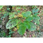 Zdjęcia użytkowników Meizu M5