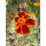 Zdjęcia użytkowników Meizu M5