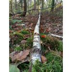 Zdjęcia użytkowników Meizu M5